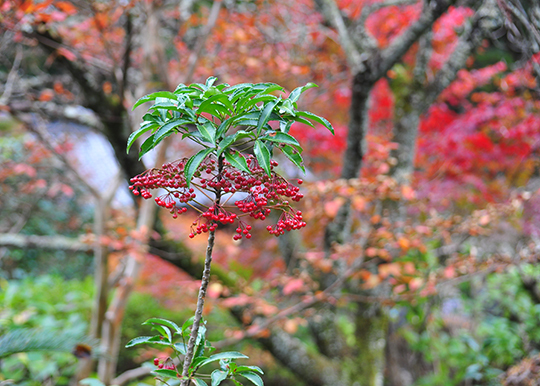 紅葉前線