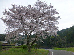 森町での一本桜 L ゴジラおばさんの奮闘記