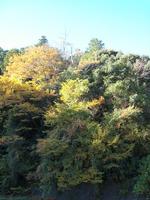 春野のプチ紅葉