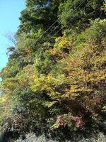 春野のプチ紅葉