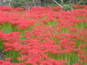 彼岸花（曼珠沙華）