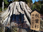 秋葉神社様で注文のお供え餅発見