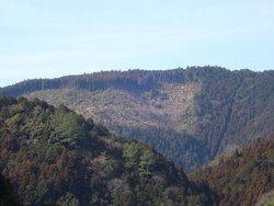 春野の林業