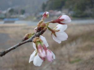 春野桜前線