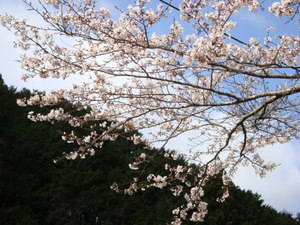 春野桜情報２