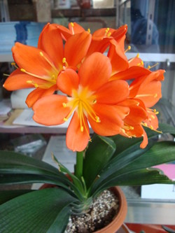 何の花？