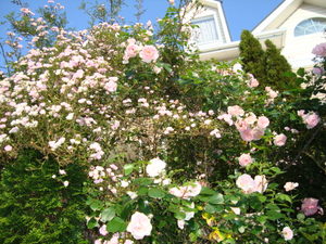 薔薇