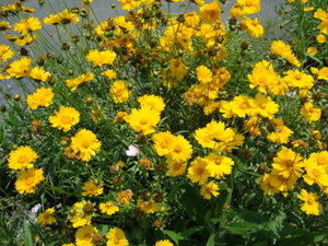 道端の花