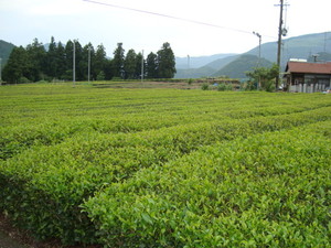 茶畑