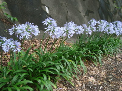 花の会