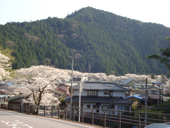 春野は桜が見ごろです。