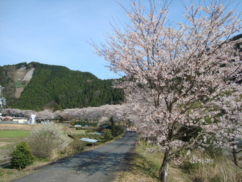 春野は桜が見ごろです。