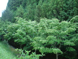 この～木 何の木 気になる 木になる・・・