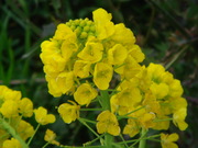 菜の花気分♪