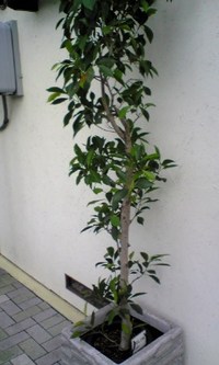 お店の顔(^O^)/ 2007/09/03 14:07:01