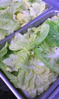 春キャベツ 2008/03/12 16:59:34