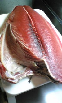 今日のマグロ 2008/03/19 19:05:00