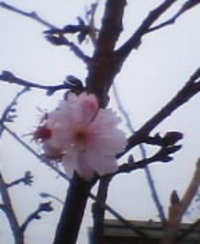 桜です（＾。＾）