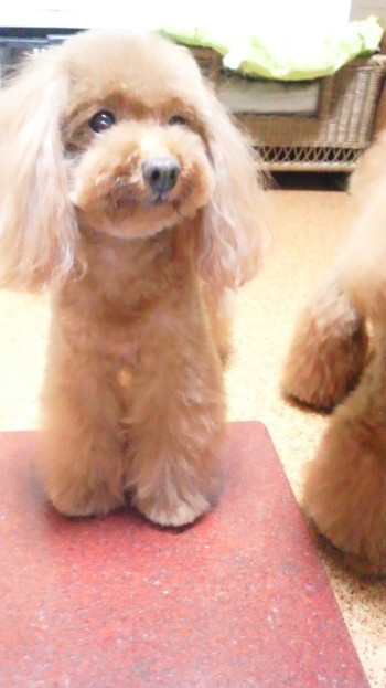 ミュウちゃん復活