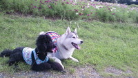 愛犬との暮らし方教室 2011/10/11 12:50:55