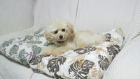 フカフカベッド 2011/10/16 10:59:37