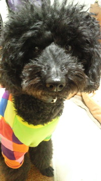 関節炎 2011/12/19 00:27:04