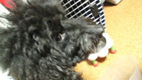 パンチパーマのために 2011/12/26 08:30:00