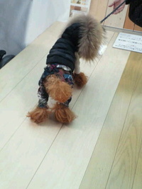 登山家ジュッくんＩＮドーム 2012/01/22 12:23:20
