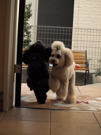 大きいグロとティガー