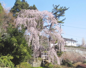 福田寺のしだれ桜