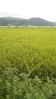 稲刈り