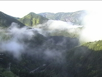 深山ツツジ生き返る・・・。