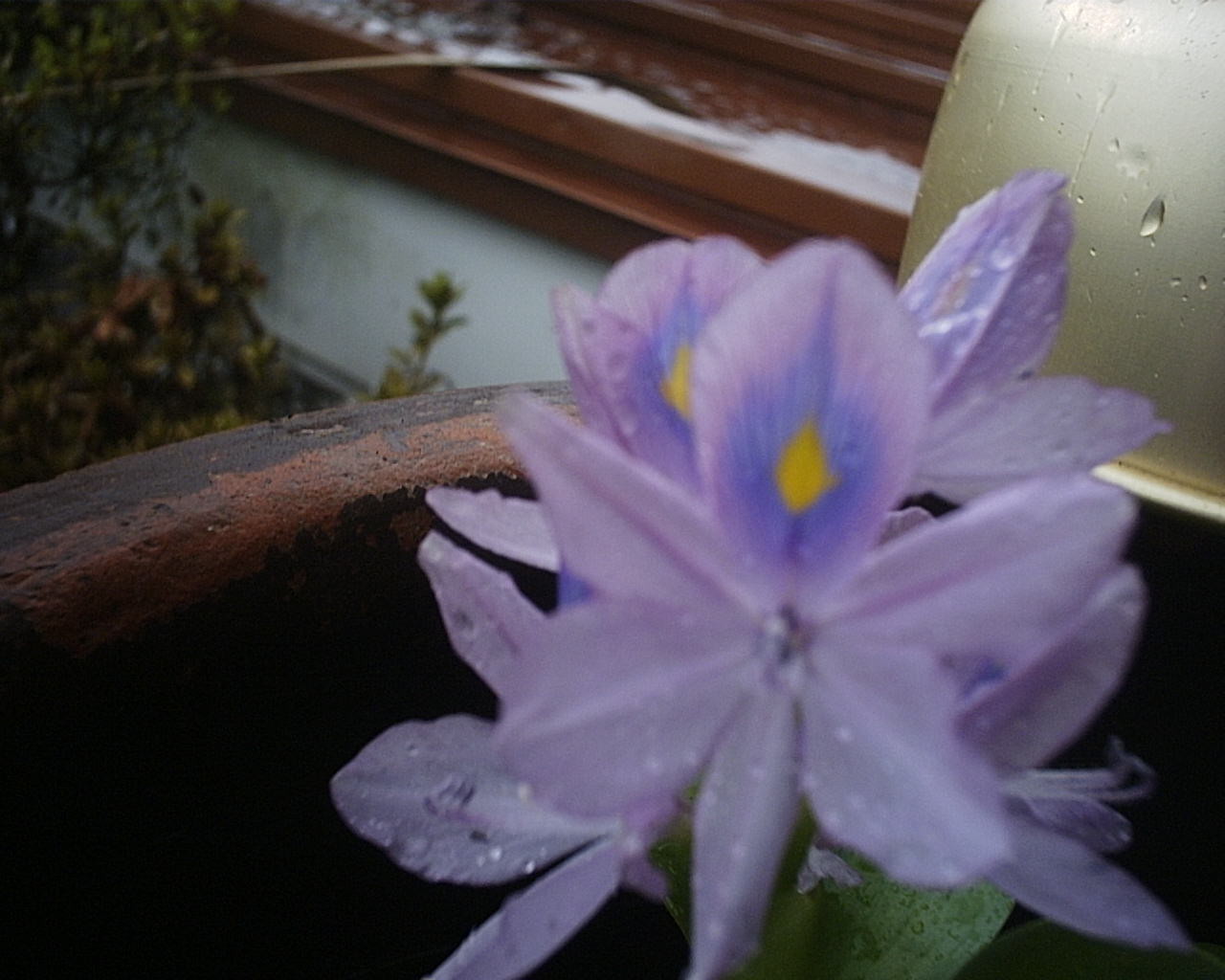 ぐり茶！出来ました。
