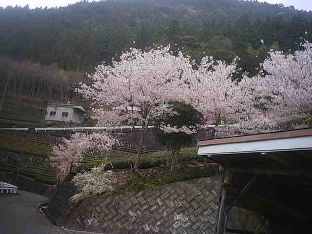 うま吉ぐり茶の古里・・・桜まだまだ見頃です