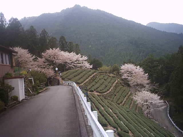 うま吉ぐり茶の古里・・・桜まだまだ見頃です