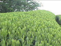 じいさんを訪ねて・・・