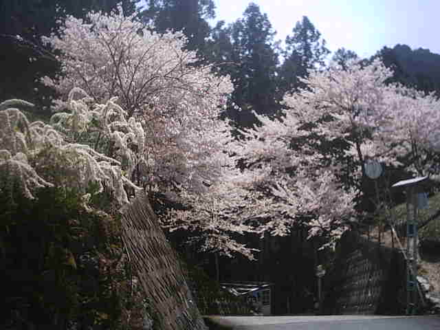 雷・・・突風・・・桜舞う・・・ぐり茶の里