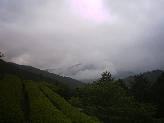 お茶摘みも雨が心配です・・・