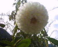 貰ってきた球根・・・花が咲いた。