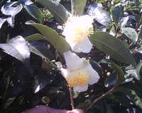 お茶の花ってご存知ですか？