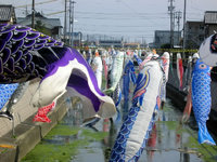 見付中川の鯉幟