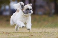 飛行犬って知ってますか？