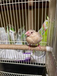 鳥さんたち