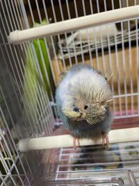 鳥さんたち