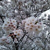 サクラの春 2020/04/12 22:44:05