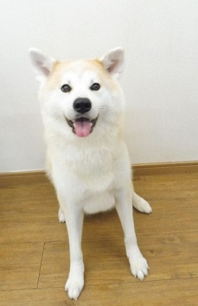 トリミングお客様紹介♪
