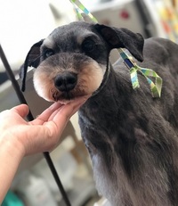 トリミングお客様紹介♪ 2019/05/21 14:17:37