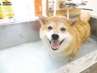 トリミングお客様紹介♪ 2018/07/08 18:27:12