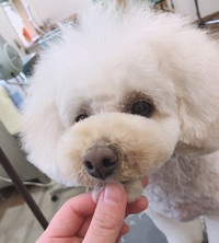 トリミングお客様紹介♪ 2019/03/30 17:17:19