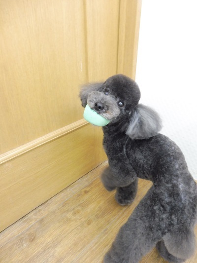 トリミングお客様紹介♪